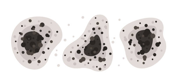 Best Black Mold Removal  in Eagle Point, OR