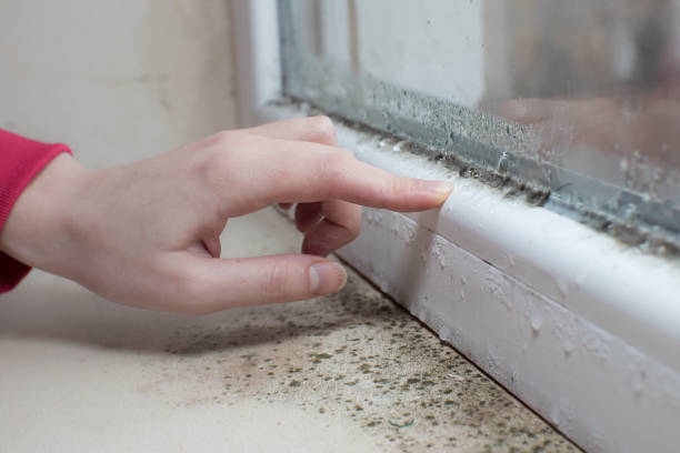 Best Water Damage & Mold Remediation  in Eagle Point, OR